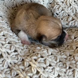Summer - Red female Pembroke Welsh Corgi puppy in Springfield, Missouri from Hansen Corgis