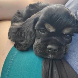 Pigeon Rock Cocker's Yellow Collar - Black and tan male Cocker Spaniel puppy in Calhoun, Georgia from Pigeon Rock Cockers