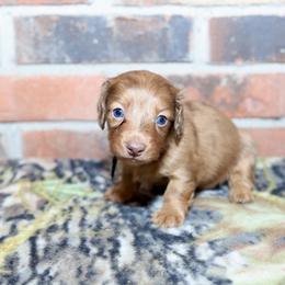 Boykin Spaniels, Dachshunds, and German Shorthaired Pointers from Whiskey River Farm