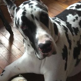 Great Danes from Rashane Danes