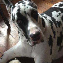 Great Danes from Rashane Danes