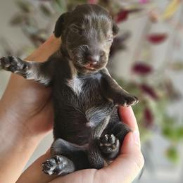 Princess Leia- AKC - Blue and tan female Dachshund puppy in Loganville, Georgia from Royal Dackel Haus