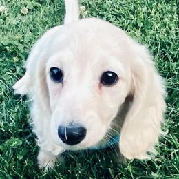 Dino - Dachshund