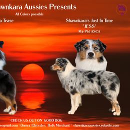 Australian Shepherd puppies from Shawnkara Australian Shepherds & Miniature American Shepherds