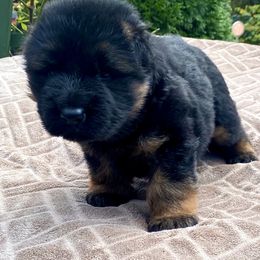 German Shepherd Puppies from Extreme German Shepherds