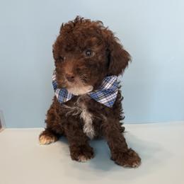 Chip - Brown male Poodle puppy in Lakeland, Florida from Blessed Beginnings Puppies