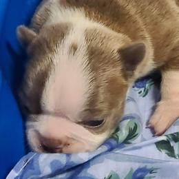 Boston Terrier puppies from Spruce Valley Miniature Dachshunds & Boston Terriers