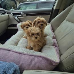 Gus - Apricot male Maltipoo puppy in Washington from Mt.BakerPoodles&Doodles