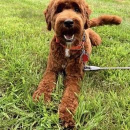 Bailey - Australian Labradoodle