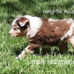 Miniature Australian Shepherd Puppies from LongMile Aussies