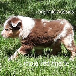 Miniature Australian Shepherd Puppies from LongMile Aussies