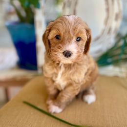 Boy 2 - male Goldendoodle puppy in Mapleton, Utah from Natural Doodle Life