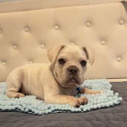 Cottontale - Cream male French Bulldog puppy in Union City, Tennessee from West Tennesse Frenchies