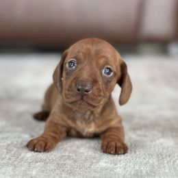 Girl 1 - Brindle female Dachshund puppy in Crystal, Michigan from Mare-Bella Smoothcoat Edition