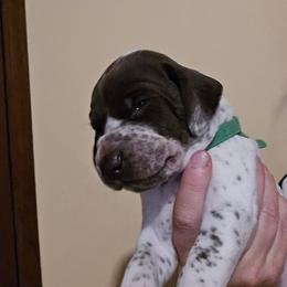 Green Boy - Liver and white male German Shorthaired Pointer puppy in Johnson City, Tennessee from ShatzFired Shorthairs