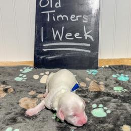 Clyde - Chalk male Australian Labradoodle puppy in Avon, Indiana from Forever Friends Labradoodles