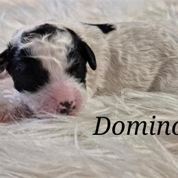 DOMINO - Parti male Labradoodle puppy in Sussex, Wisconsin from Dancing Doodles