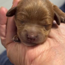 Ranger - Brown male Cavapoo puppy in Bloomington, Illinois from Kauth Design Cavapoos