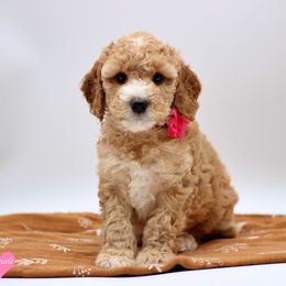 Miss Pink - Liver and white female English Springer Spaniel puppy in Kendall, New York from Family Raised Doodles