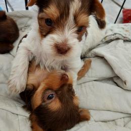 Yorkshire Terrier Puppies from Diamond Yorkies Wilder