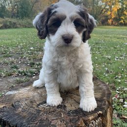 Almanzo - Chocolate male Australian Labradoodle puppy in Bloomer, Wisconsin from Doodles in Bloom