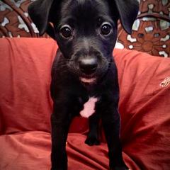Milagro - Black male Xoloitzcuintli puppy in Sunnyside, Washington from Xolos Jazmin