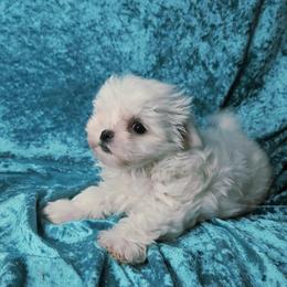 Très - White male Maltese puppy in Dwight, Nebraska from Little Loma Maltese