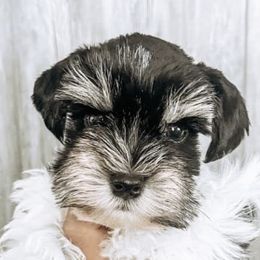Miniature Schnauzers from Rolling Hills Schnauzers
