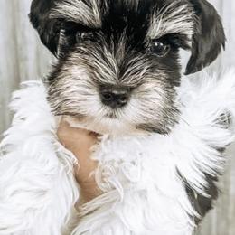 Miniature Schnauzers from Rolling Hills Schnauzers