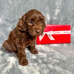 Dove - Chocolate female Australian Labradoodle puppy in Avon, Indiana from Forever Friends Labradoodles