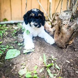 Dachshund, Goldendoodle, and Sheepadoodle Puppies from Doodles & Doxies