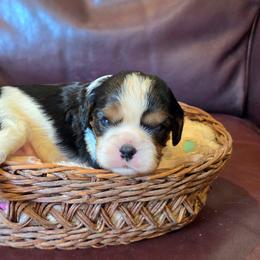 Kim - Tri-color female Cavalier King Charles Spaniel puppy in Paulden, Arizona from Nine Mile Cavaliers
