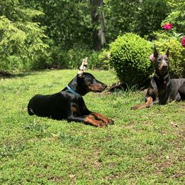 Doberman Pinscher All Grown Up from Blue Moon Dobermans