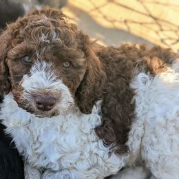 Labradoodle Puppies from Caldron Falls Doodles and Poodles