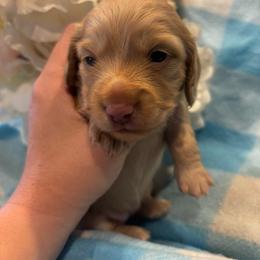 Milly - Cream female Dachshund puppy in Fayetteville, Arkansas from Cortney's Dachshunds