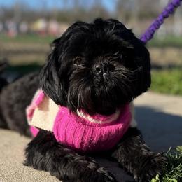 Mocha - Shih Tzu
