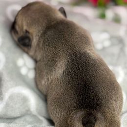 Penny - Fawn female French Bulldog puppy in Waitts Lake, Washington from Best Friend standard Frenchies