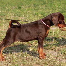 Doberman Pinscher Puppies from Maris Stella Kennel