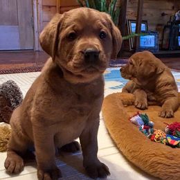 Boy 2 - Yellow Labrador Retriever puppy in Monticello, Arkansas from Wings N Whistles