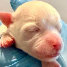 Blue boy - White and buff male Bichon Frise puppy in Lavon, Texas from Sissy’s Heavenly Paws