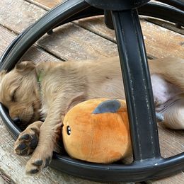 Golden Retriever Puppies from Up Beat Golden's