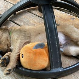 Golden Retriever Puppies from Up Beat Golden's