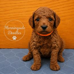 Pick number 3 of girls - Red female Irish Doodle puppy in Madison, Wisconsin from Morningside Doodles