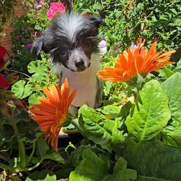 Iris Long Star Angel - Black and white female Chinese Crested puppy in Amarillo, Texas from Victoria's Chinese Cresteds Long Star Angels