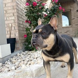 French Bulldog All Grown Up from BlackMoon Frenchies