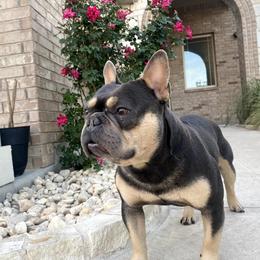French Bulldog All Grown Up from BlackMoon Frenchies