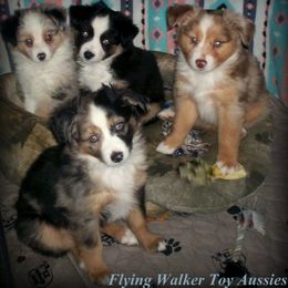 Toy Australian Shepherd All Grown Up from Flying Walker Toy Aussies