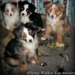 Toy Australian Shepherd All Grown Up from Flying Walker Toy Aussies