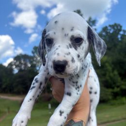 Apple - White and black male Dalmatian puppy in Demorest, Georgia from Dixon Dalmatians