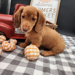 Peaches - Dapple female Dachshund puppy in Smallett, Missouri from Doxie Holler